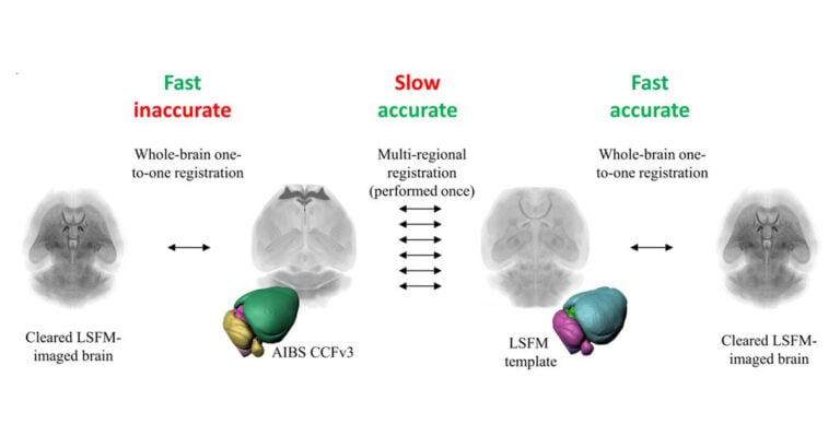 An Optimized Mouse Brain Atlas for Automated Mapping and Quantification ...
